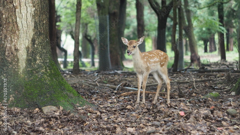 Portrait of a deer in Nara, Japan Portrait of a deer in Nara, Japan