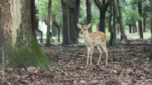 Portrait of a deer in Nara, Japan © Dollachanai