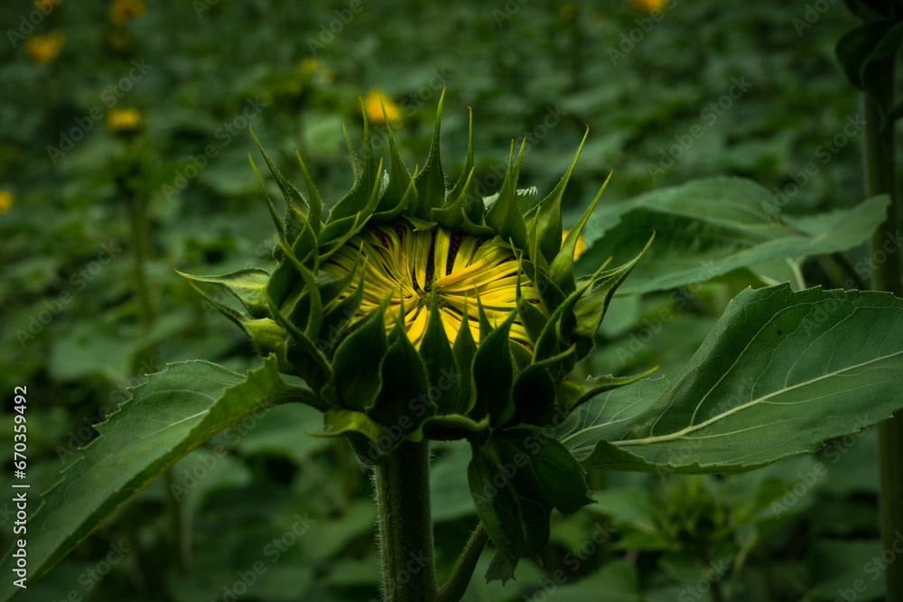 sunflower sunflower