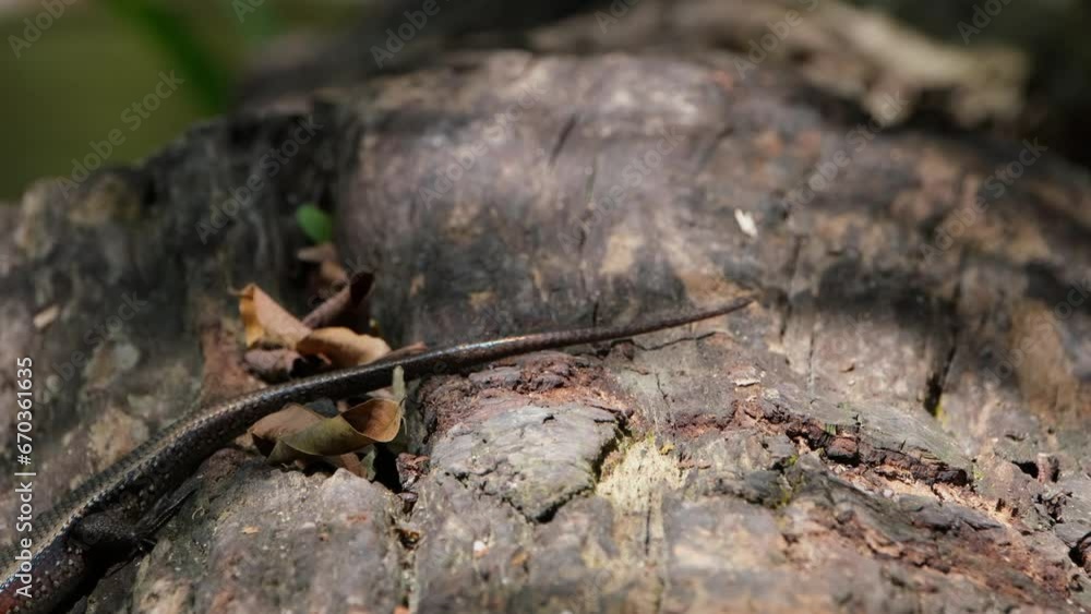 Seen facing to the left breathing and then moves away, Common Sun Skink Eutropis multifasciata, Thailand Seen facing to the left breathing and then moves away, Common Sun Skink Eutropis multifasciata, Thailand