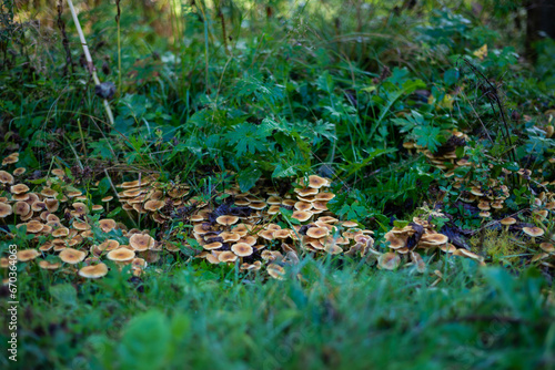 Mushrooms. Honeydew. Honeydew on a tree. Fresh  fragrant honey mushrooms grew on the tree in September.