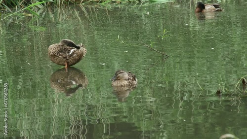 wild mallard ducks resting in the lake