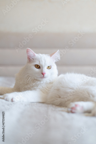 White cat chilling on the bed