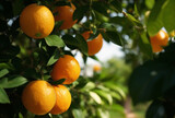 Orange trees with ripe fruits. Bloomy orange garden.	
