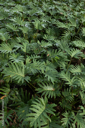 dense cluster of ferns