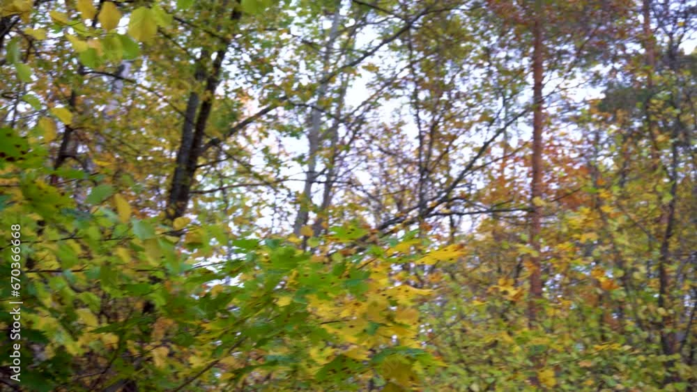 Autumn forest in September. Trees and yellow leaves in the forest Autumn forest in September. Trees and yellow leaves in the forest