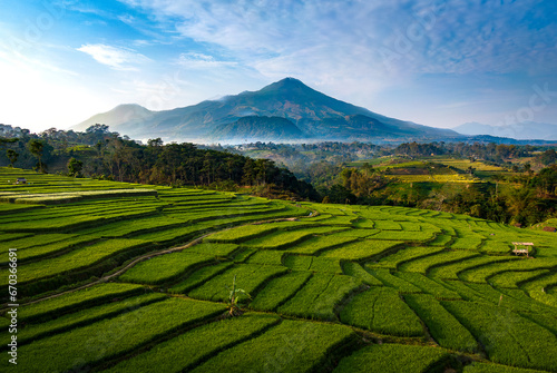 Rice fields plantation in the mountains
