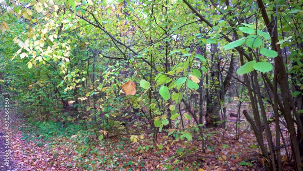 Autumn forest in September. Trees and yellow leaves in the forest Autumn forest in September. Trees and yellow leaves in the forest