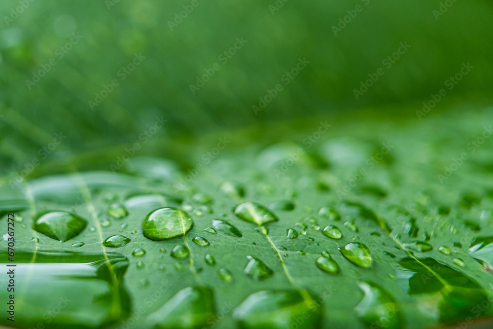 Rain drops on green banana leaves in the morning. Rain drops on green banana leaves in the morning.