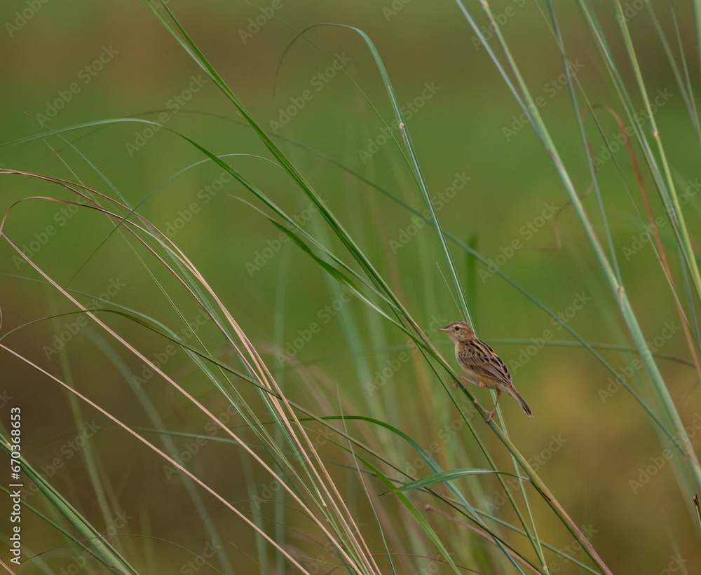 Zitting cisticola , streaked fantail warbler, Cisticola juncidis, shot in south india. Zitting cisticola , streaked fantail warbler, Cisticola juncidis, shot in south india.
