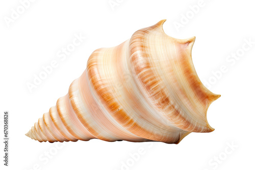 sea shell, conch isolated on a white background