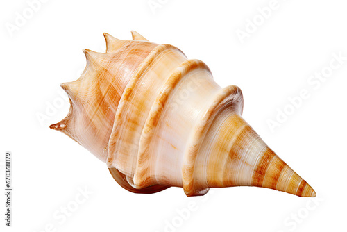 sea shell, conch isolated on a white background