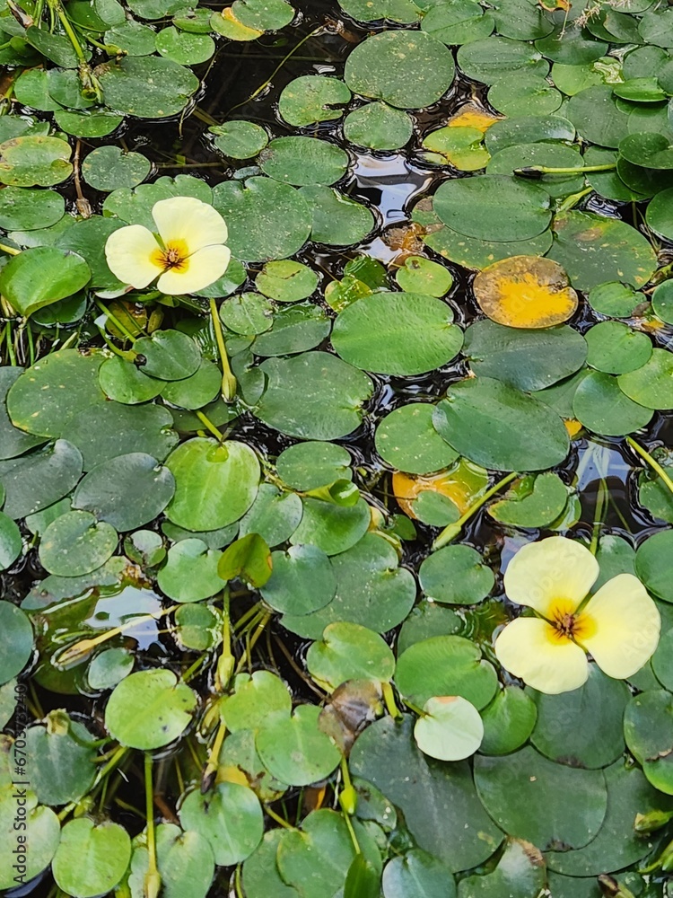 Fototapeta premium a lotus in a pond 