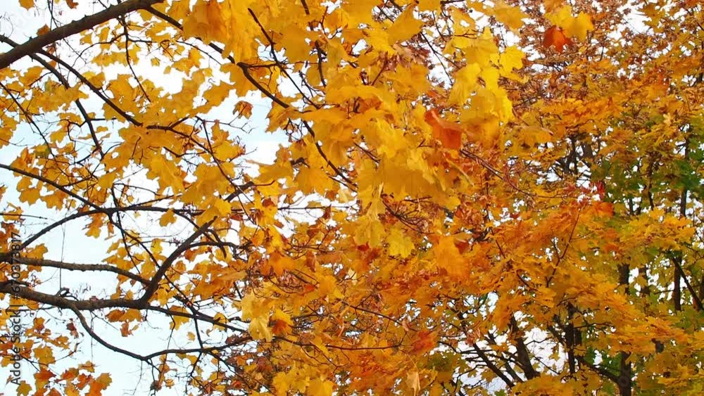 The branches of beautiful tree and yellow leaves sway in the wind. Autumn day out in the park. Leaves on a tree, fluttering in the breeze. Vivid colors of foliage in fall season as natural background. The branches of beautiful tree and yellow leaves sway in the wind. Autumn day out in the park. Leaves on a tree, fluttering in the breeze. Vivid colors of foliage in fall season as natural background.