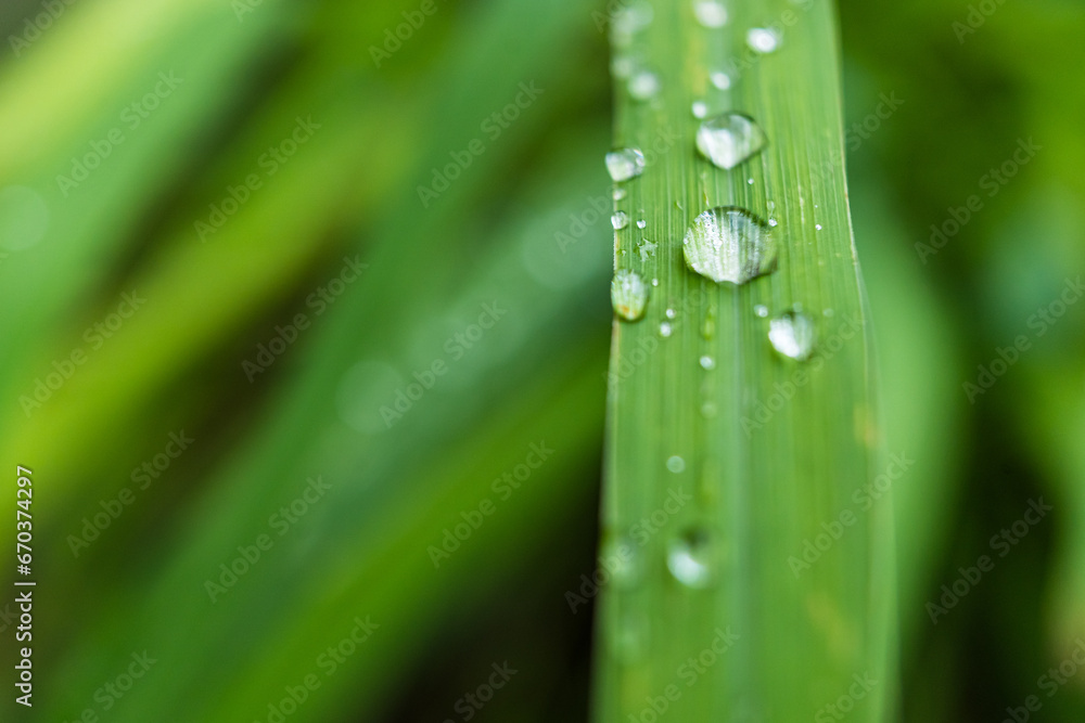 Clear raindrops on the green grass after the rain in the daytime. Photo for wallpaper and background. Nature photo looks nice and refreshing. Clear raindrops on the green grass after the rain in the daytime. Photo for wallpaper and background. Nature photo looks nice and refreshing.