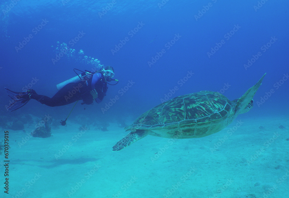 Obraz premium sea turtle and a diver swimming in the crystal clear waters on a reef in the Caribbean Sea