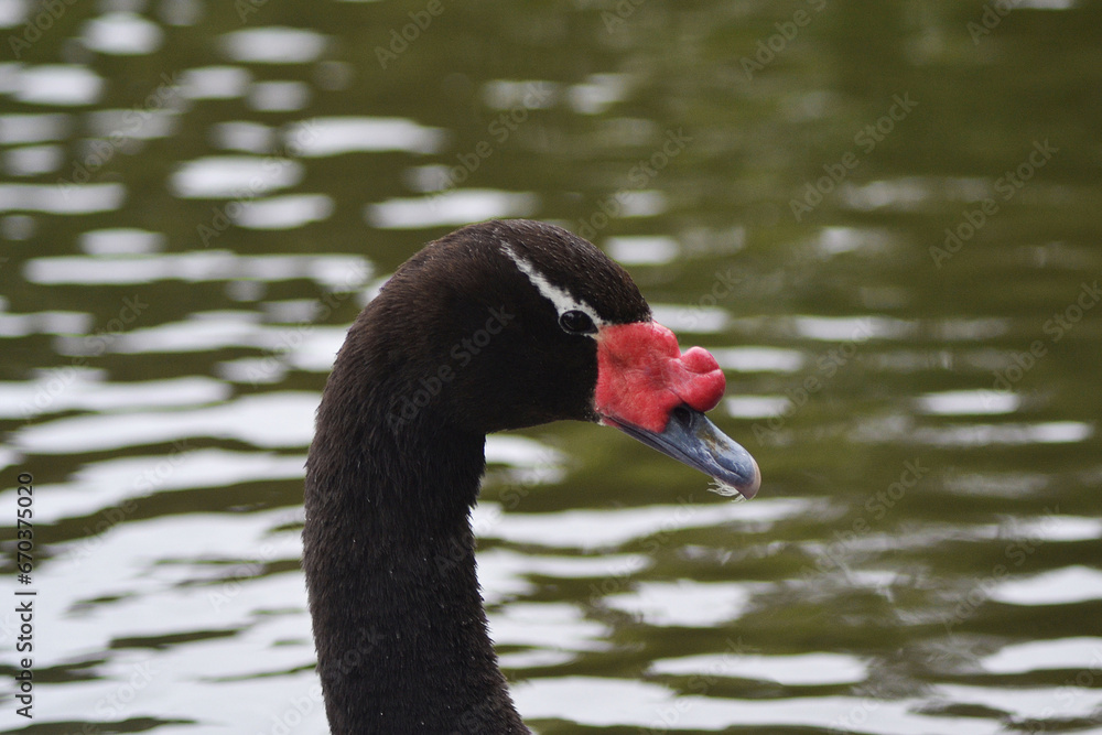 Fototapeta premium black-necked duck in a lagoon in southern Chile