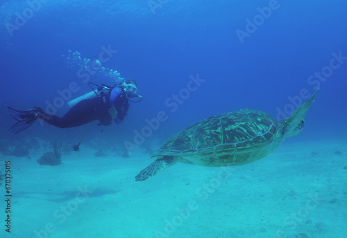 sea turtle and a diver swimming in the crystal clear waters on a reef in the Caribbean Sea