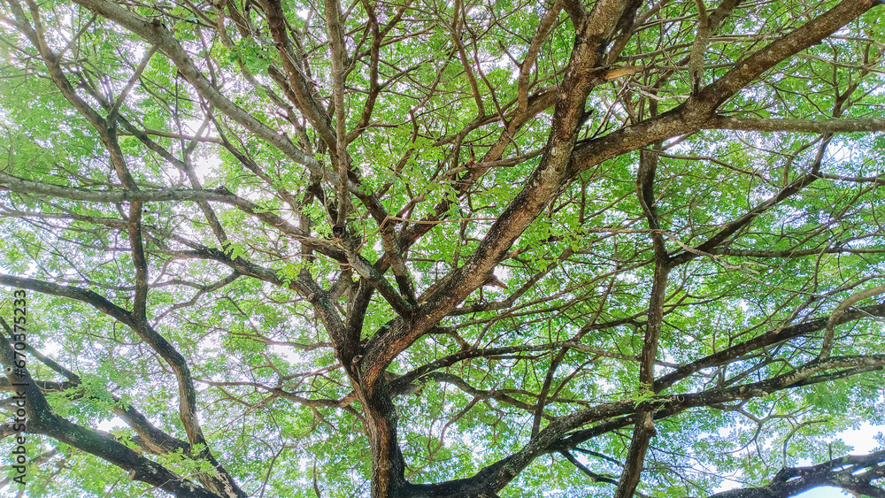Fototapeta premium view of the old and big tree, from down to the treetop with green leaves. Blue sky is visible through the tree branches.