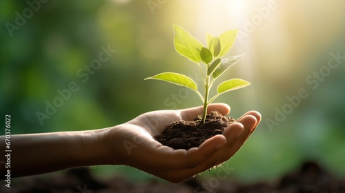 plant in hands with some soil photo