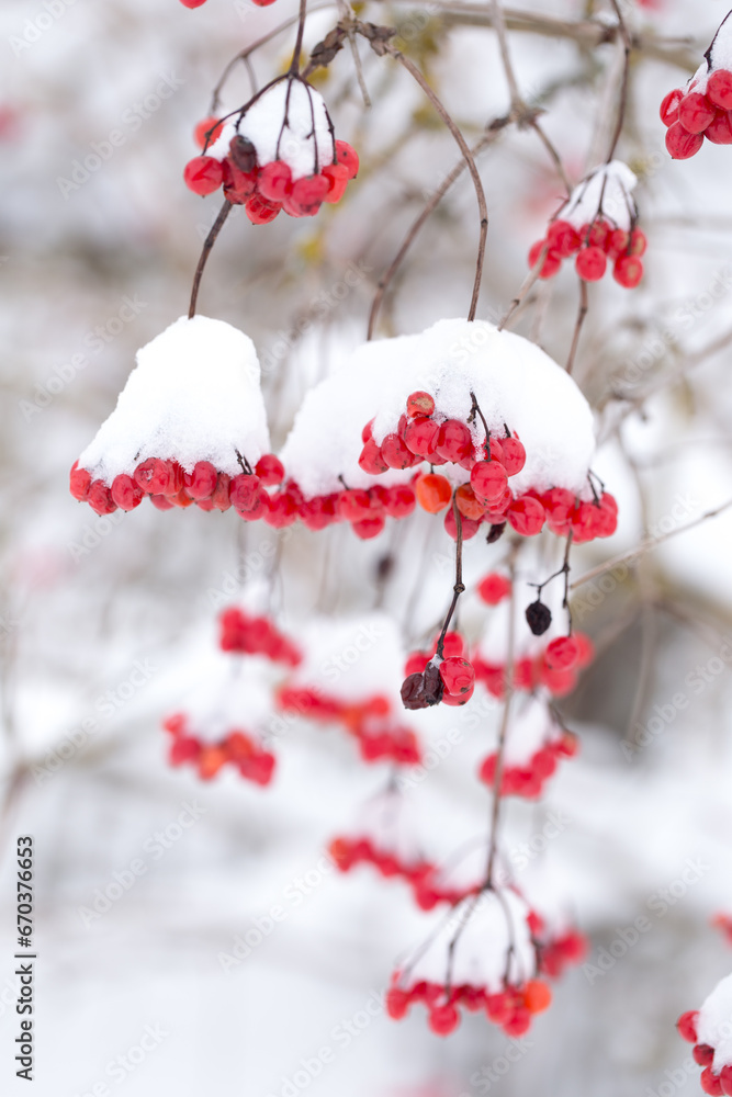 Viburnum berry in winter, frozen red and bright berries for health and longevity Viburnum berry in winter, frozen red and bright berries for health and longevity