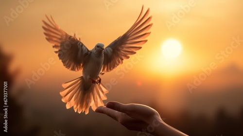 Hand lets the bird go, releases it or sets it free with morning sunlight in the background. Freedom, set free, independence, liberty, and release concept.