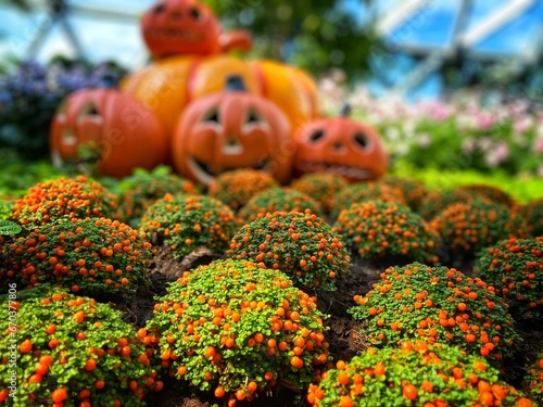 Фотография Halloween Pumpkin and Coal Bead: Nature's Tiny Gem – The Nertera Granadensis