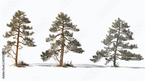 collection lonely old pine isolated on a white background.