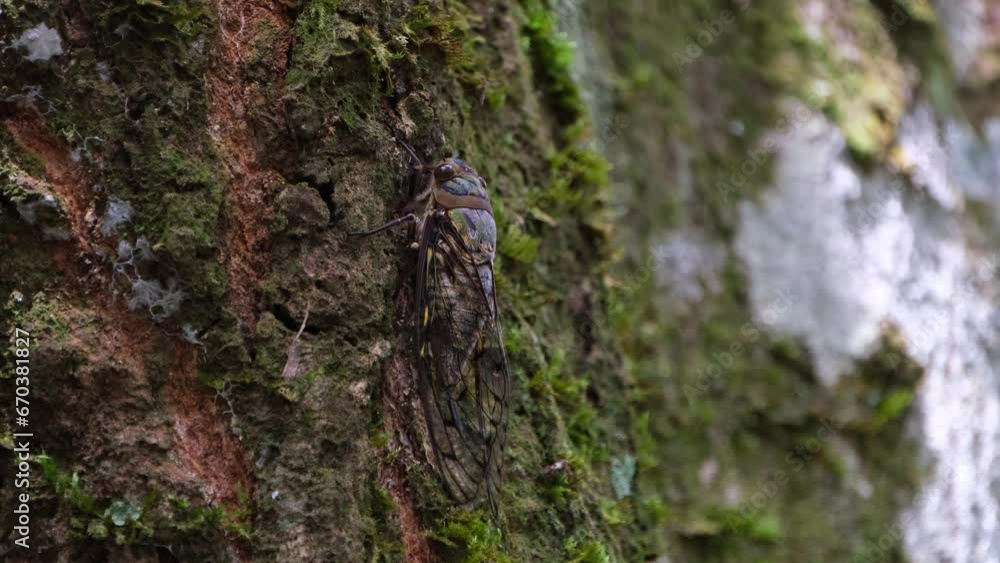 Sticking on a mossy bark of the tree as seen in the jungle, Cicada, Thailand Sticking on a mossy bark of the tree as seen in the jungle, Cicada, Thailand