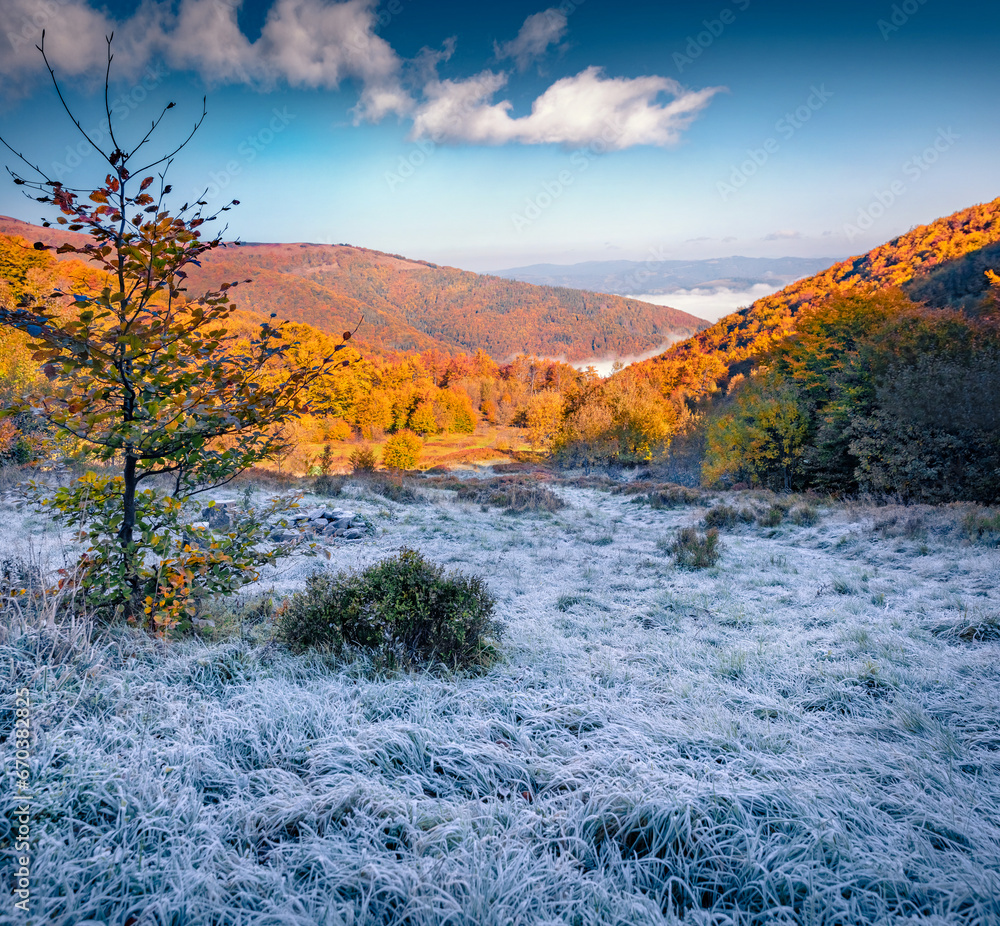 Huge hoarfrost on the green grass in mountain valley. Cold autumn scene Carpathian mountains, Pylypets ski resort location, Ukraine, Europe. Beautiful autumn scenery.