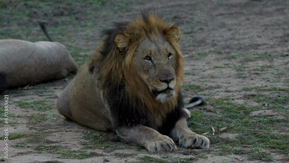 Lion resting, feeling sleepy, after sunset in the Kruger National Park, in South Africa Lion resting, feeling sleepy, after sunset in the Kruger National Park, in South Africa