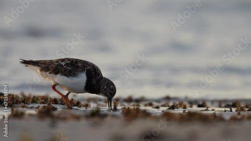 Ruddy Turnstone steenloper foraging for shellfish along coastline, telephoto photo