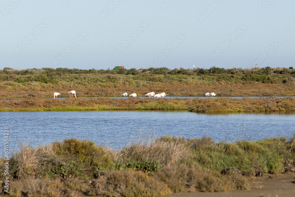Flamingos in the Ebro Delta Natural Park, Tarragona, Catalonia, Spain. Copy space for text