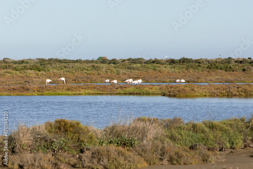 Flamingos in the Ebro Delta Natural Park, Tarragona, Catalonia, Spain. Copy space for text