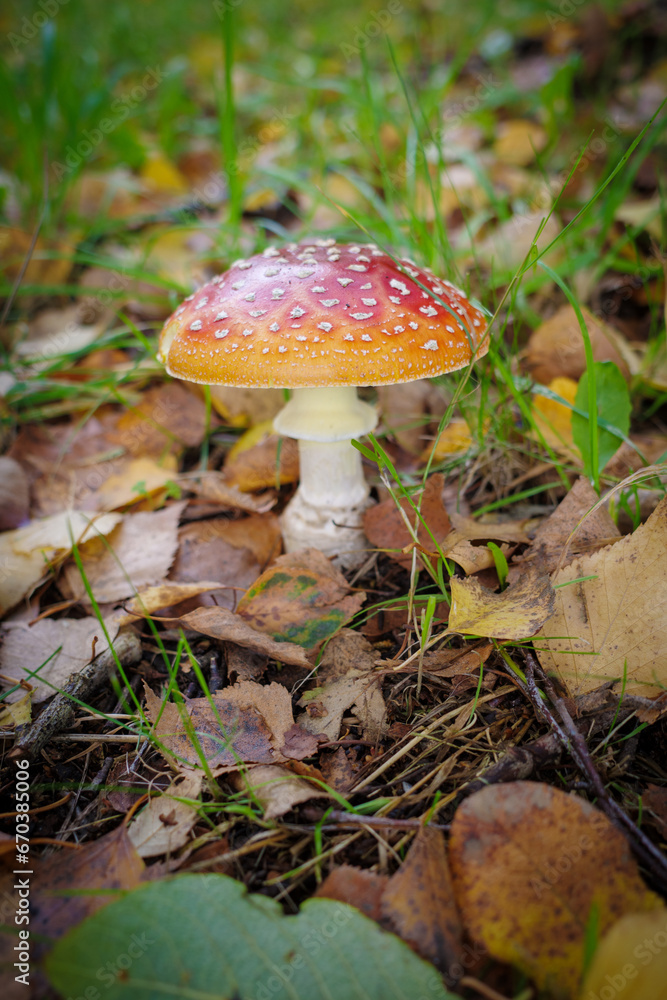 a toadstool stands on the meadow surrounded by autumn leaves a toadstool stands on the meadow surrounded by autumn leaves
