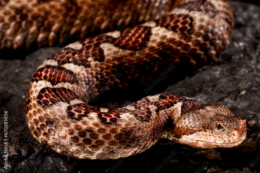 Long-nosed viper (Vipera ammodytes) Long-nosed viper (Vipera ammodytes)