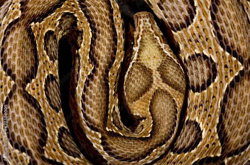 Russell's viper (Daboia russelii)