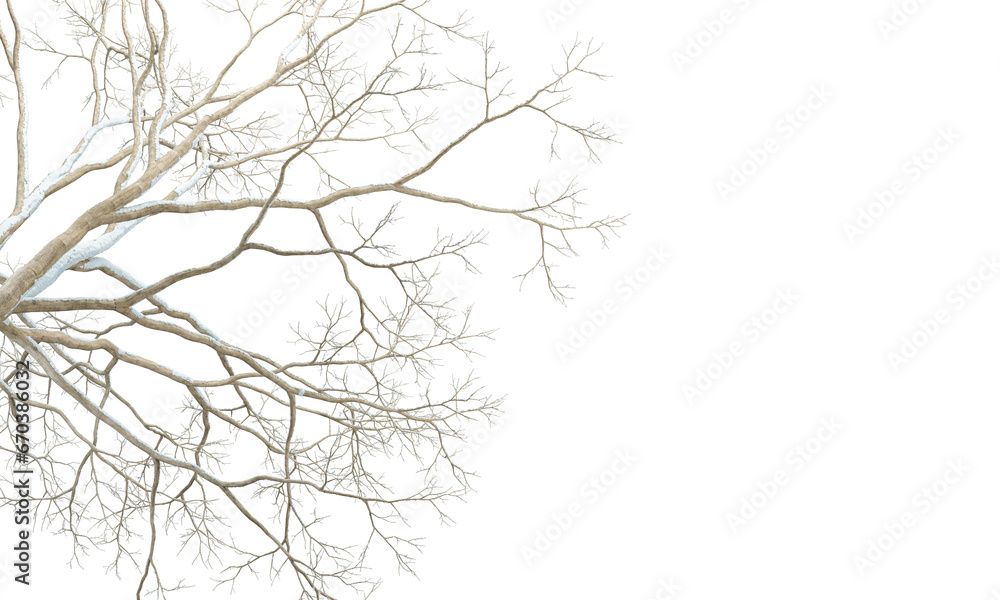 branches of a tree in snow