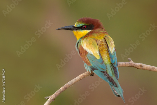 a richly colored male bee-eater sitting on a branch in a slightly crouched position, merops apiaster