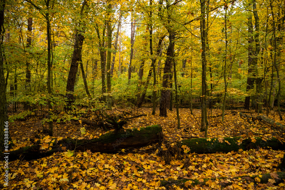 beautiful forest in autumn, autumn forest, forest full of autumn golden colors - obrazy, fototapety, plakaty 