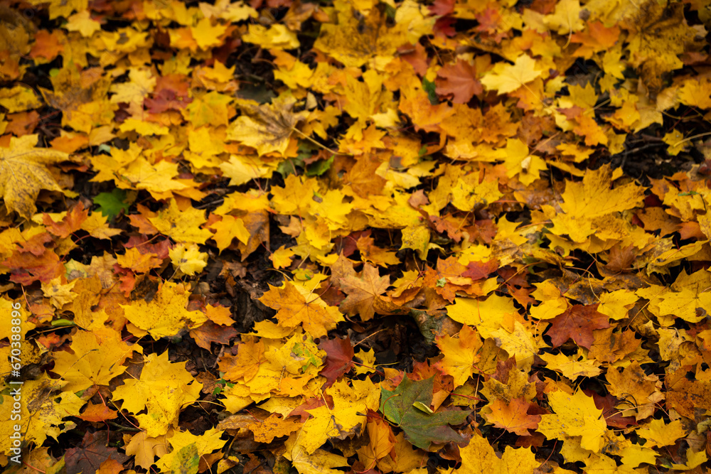 autumn golden leaves, autumn leaves, autumn in full swing autumn golden leaves, autumn leaves, autumn in full swing