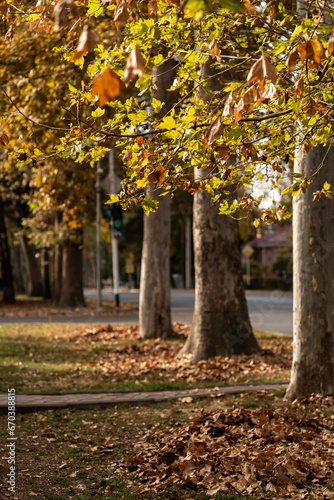 bright autumn in the city, yellowing fading leaves, background