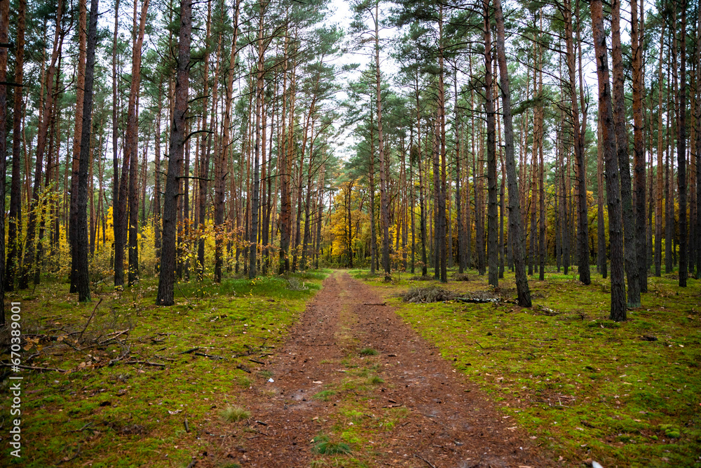 Obraz premium beautiful forest in autumn, autumn forest, forest full of autumn golden colors