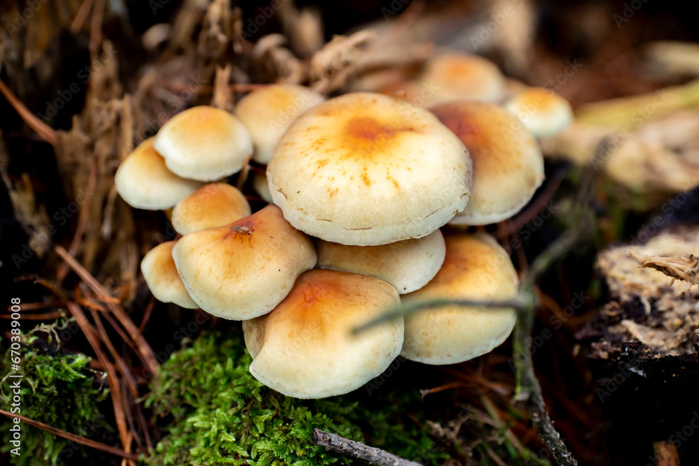 mushrooms, mushrooms in autumn, autumn mushrooms, mushrooms in the forest undergrowth