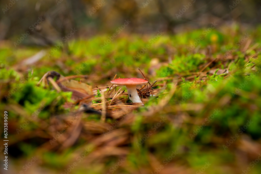 Obraz premium mushrooms, mushrooms in autumn, autumn mushrooms, mushrooms in the forest undergrowth