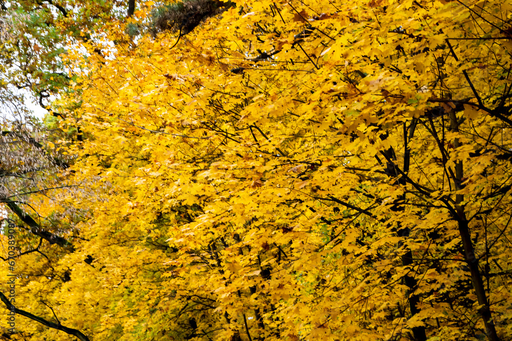 beautiful forest in autumn, autumn forest, forest full of autumn golden colors beautiful forest in autumn, autumn forest, forest full of autumn golden colors