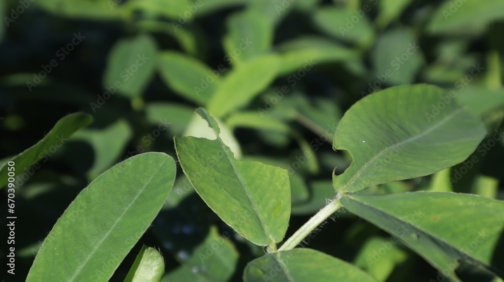 peanut leaves that thrive and have thick leaves peanut leaves that thrive and have thick leaves