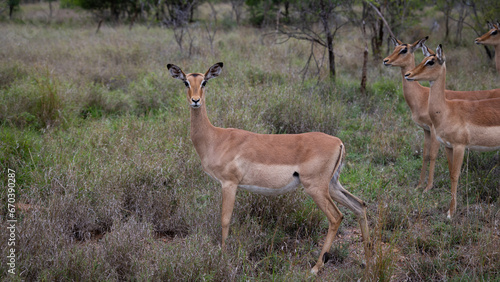 An Impala ewe on high alert