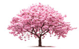 Beautiful Cherry Blossom Tree Display on Transparent background