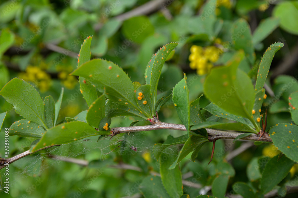 Barberry leaves affected by Puccinia graminis Barberry leaves affected by Puccinia graminis